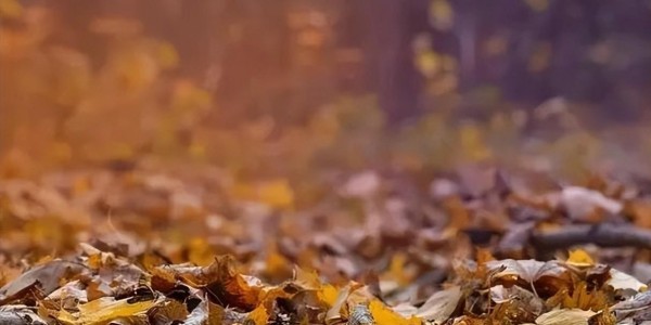 开云体育app-60年一遇！今天四九第一天，若今天天晴，2026年春节要出新高度